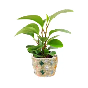 Medium 17cm Pastels Metallic Tapered Planter