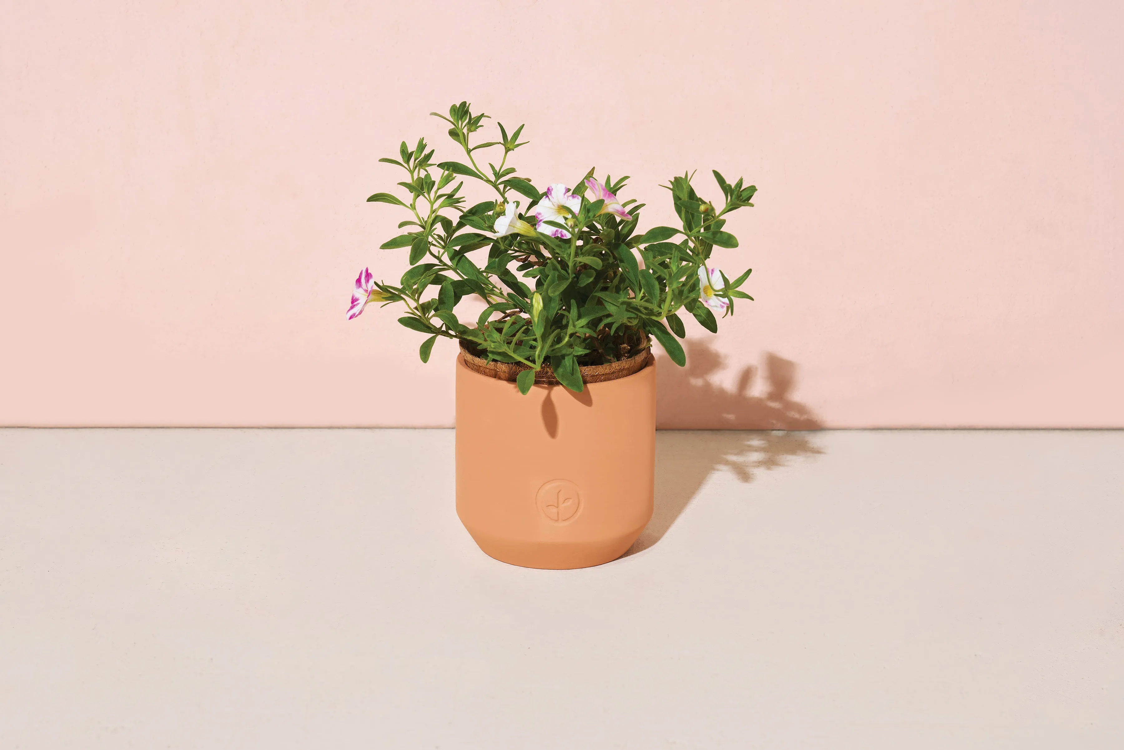 Tiny Terracotta Holiday Kits